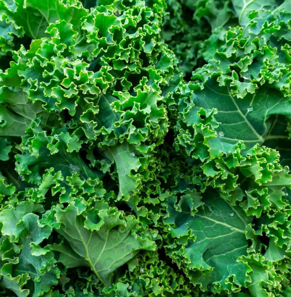 Longevità Smart: Gli alimenti che fanno la differenza 2 Longevità Smart: Gli alimenti che fanno la differenza