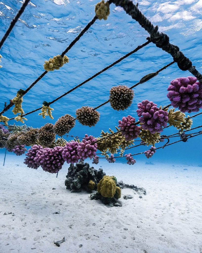 Versace salva il mare: 9000 coralli adottati a Bora Bora 1 Versace salva il mare: 9000 coralli adottati a Bora Bora
