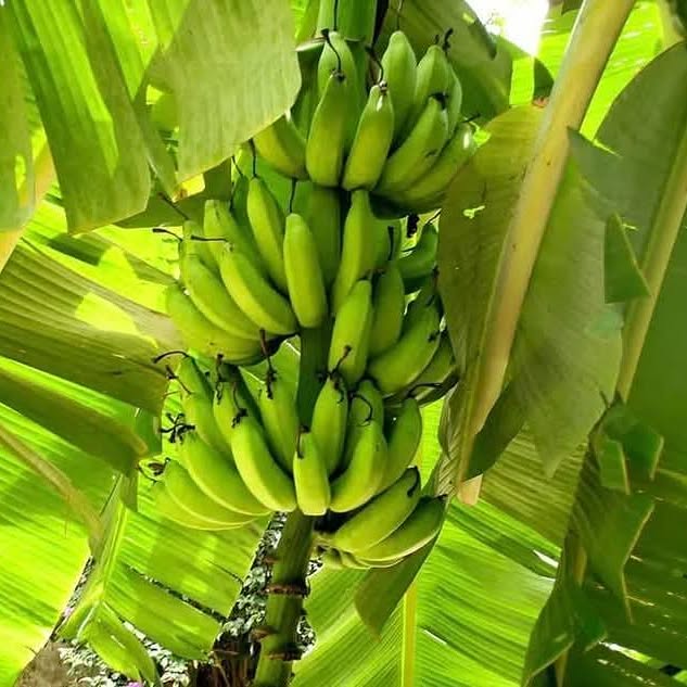 Perché la banana merita un posto nella nostra routine wellness 1 Perché la banana merita un posto nella nostra routine wellness